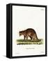 Raccoon-null-Framed Stretched Canvas