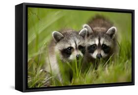 Raccoons at Assateague Island National Seashore in Maryland-Paul Souders-Framed Stretched Canvas