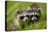 Raccoons at Assateague Island National Seashore in Maryland-Paul Souders-Stretched Canvas