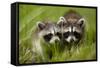 Raccoons at Assateague Island National Seashore in Maryland-Paul Souders-Framed Stretched Canvas