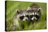 Raccoons at Assateague Island National Seashore in Maryland-Paul Souders-Stretched Canvas