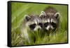 Raccoons at Assateague Island National Seashore in Maryland-Paul Souders-Framed Stretched Canvas