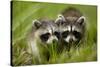 Raccoons at Assateague Island National Seashore in Maryland-Paul Souders-Stretched Canvas