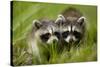 Raccoons at Assateague Island National Seashore in Maryland-Paul Souders-Stretched Canvas