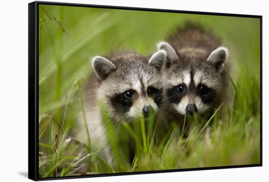 Raccoons at Assateague Island National Seashore in Maryland-Paul Souders-Framed Stretched Canvas