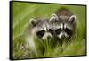 Raccoons at Assateague Island National Seashore in Maryland-Paul Souders-Framed Stretched Canvas