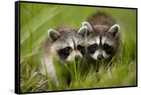 Raccoons at Assateague Island National Seashore in Maryland-Paul Souders-Framed Stretched Canvas