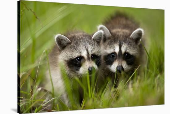 Raccoons at Assateague Island National Seashore in Maryland-Paul Souders-Stretched Canvas