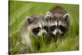 Raccoons at Assateague Island National Seashore in Maryland-Paul Souders-Stretched Canvas