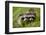 Raccoons at Assateague Island National Seashore in Maryland-Paul Souders-Framed Premium Photographic Print