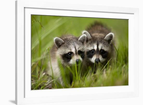 Raccoons at Assateague Island National Seashore in Maryland-Paul Souders-Framed Photographic Print