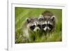 Raccoons at Assateague Island National Seashore in Maryland-Paul Souders-Framed Photographic Print