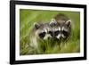 Raccoons at Assateague Island National Seashore in Maryland-Paul Souders-Framed Photographic Print