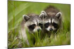 Raccoons at Assateague Island National Seashore in Maryland-Paul Souders-Mounted Photographic Print