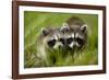 Raccoons at Assateague Island National Seashore in Maryland-Paul Souders-Framed Photographic Print