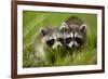 Raccoons at Assateague Island National Seashore in Maryland-Paul Souders-Framed Photographic Print