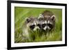 Raccoons at Assateague Island National Seashore in Maryland-Paul Souders-Framed Photographic Print