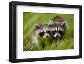 Raccoons at Assateague Island National Seashore in Maryland-Paul Souders-Framed Photographic Print