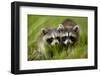 Raccoons at Assateague Island National Seashore in Maryland-Paul Souders-Framed Photographic Print