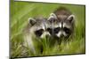 Raccoons at Assateague Island National Seashore in Maryland-Paul Souders-Mounted Photographic Print