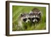 Raccoons at Assateague Island National Seashore in Maryland-Paul Souders-Framed Photographic Print