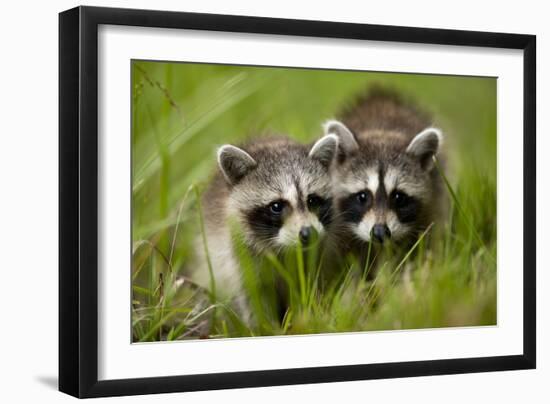 Raccoons at Assateague Island National Seashore in Maryland-Paul Souders-Framed Photographic Print