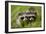 Raccoons at Assateague Island National Seashore in Maryland-Paul Souders-Framed Photographic Print