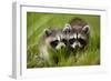 Raccoons at Assateague Island National Seashore in Maryland-Paul Souders-Framed Photographic Print