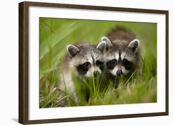 Raccoons at Assateague Island National Seashore in Maryland-Paul Souders-Framed Photographic Print