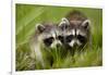 Raccoons at Assateague Island National Seashore in Maryland-Paul Souders-Framed Photographic Print