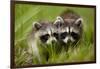 Raccoons at Assateague Island National Seashore in Maryland-Paul Souders-Framed Photographic Print