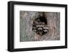 Raccoons Cubs in a Tree Hole-null-Framed Art Print