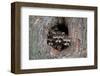 Raccoons Cubs in a Tree Hole-null-Framed Art Print