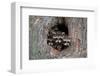 Raccoons Cubs in a Tree Hole-null-Framed Art Print