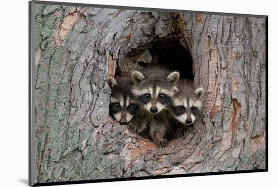 Raccoons Cubs in a Tree Hole-null-Mounted Art Print