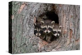 Raccoons Cubs in a Tree Hole-null-Stretched Canvas