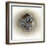 Raccoons in Hole-Peggy Harris-Framed Giclee Print