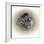 Raccoons in Hole-Peggy Harris-Framed Giclee Print