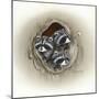 Raccoons in Hole-Peggy Harris-Mounted Giclee Print