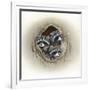 Raccoons in Hole-Peggy Harris-Framed Giclee Print