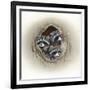 Raccoons in Hole-Peggy Harris-Framed Giclee Print