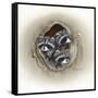 Raccoons in Hole-Peggy Harris-Framed Stretched Canvas
