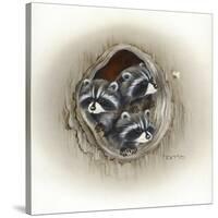Raccoons in Hole-Peggy Harris-Stretched Canvas