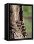 Raccoons (Racoons) (Procyon Lotor), 41 Day Old Young in Captivity, Sandstone, Minnesota, USA-James Hager-Framed Stretched Canvas