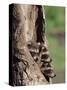 Raccoons (Racoons) (Procyon Lotor), 41 Day Old Young in Captivity, Sandstone, Minnesota, USA-James Hager-Stretched Canvas