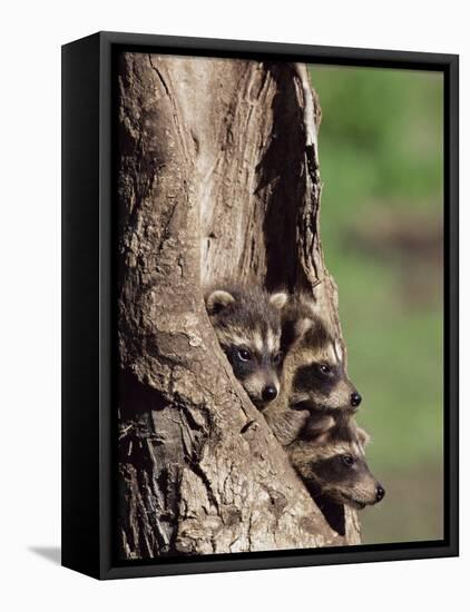 Raccoons (Racoons) (Procyon Lotor), 41 Day Old Young in Captivity, Sandstone, Minnesota, USA-James Hager-Framed Stretched Canvas