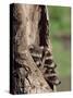 Raccoons (Racoons) (Procyon Lotor), 41 Day Old Young in Captivity, Sandstone, Minnesota, USA-James Hager-Stretched Canvas