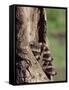 Raccoons (Racoons) (Procyon Lotor), 41 Day Old Young in Captivity, Sandstone, Minnesota, USA-James Hager-Framed Stretched Canvas