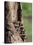 Raccoons (Racoons) (Procyon Lotor), 41 Day Old Young in Captivity, Sandstone, Minnesota, USA-James Hager-Stretched Canvas