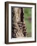 Raccoons (Racoons) (Procyon Lotor), 41 Day Old Young in Captivity, Sandstone, Minnesota, USA-James Hager-Framed Photographic Print